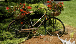 **FOR USE WITH AP LIFESTYLES**    An old bicycle used as garden decoration is seen in a yard Tuesday, June 10, 2008, in New Market, Va. Recycled containers, appliances and conveyances -- things like barrels and boots and bicycles -- make whimsical additions to flower beds. This New Market, Va., gardener used the baskets on her bicycle as an unusual planter for her front yard. It becomes yard art without an expensive price tag. (AP Photo/Dean Fosdick)