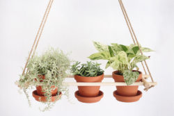 DIY-hanging-planter-trio
