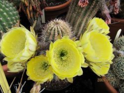 1c0fc77758b8f3b263148fd4d5e39176--yellow-cactus-cactus-flower