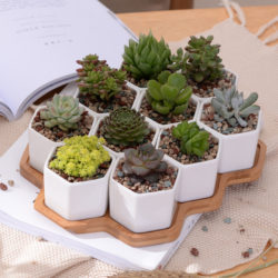 10-1-set-Modern-Hexagon-Flowerpot-White-Ceramic-Succulent-Plant-Pot-with-Bamboo-Stand-Decorative-Bonsai.jpg_640x640