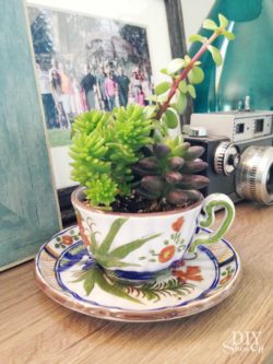 teacup-succulent-planter-diyshowoff