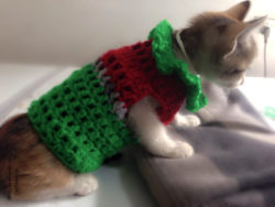 Crochet-easy-and-cute-cat-fashion-ideas