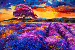 6-lavender-fields-boyan-dimitrov