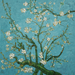 branches-of-an-almond-tree-in-blossom
