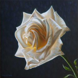 white-rose-grace-painting-45x45cm_grande