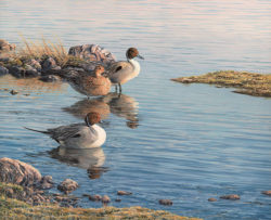 pintail-ducks-trio-oil-painting