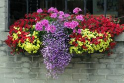 flower-box-ideas-window-decorating-ideas-DIY-summer-decoration-blooming-plants
