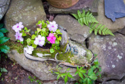 Impatiens flowers planted in shoe container, cute sneaker planter
