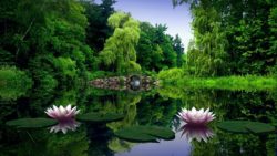 Water-lilies-flowers-in-the-lake_1920x1080
