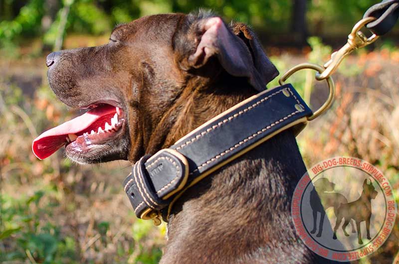 Pitbull-Leather-Collar-With-Fur-Protection-Plate-C443-BIG