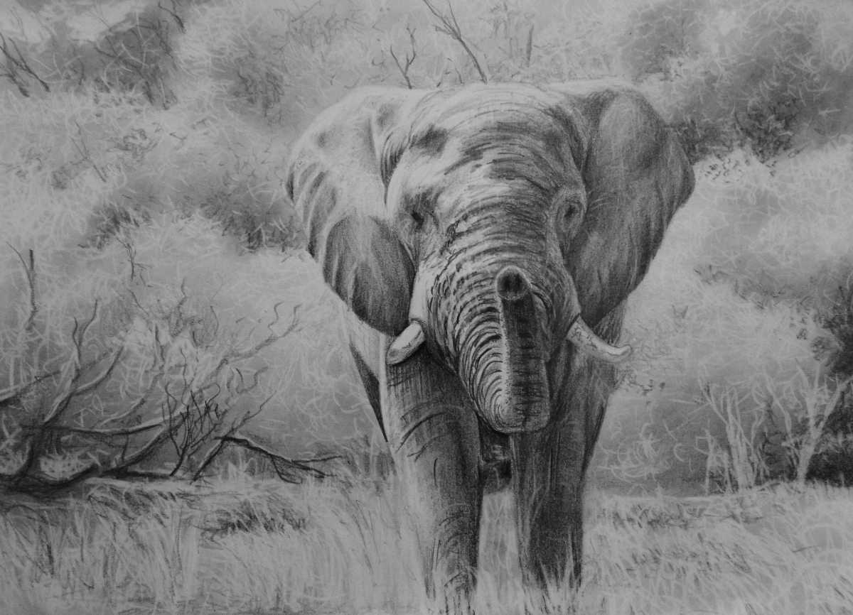 drawn-elephant-pastel-12