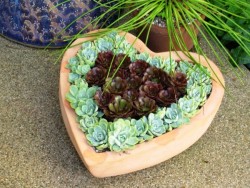 Arrange-Decoration-Ideas-succulent-flowerpot