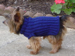 dog-accessories-simple-dog-sweater