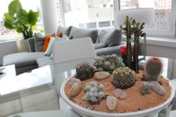 modern-indoor-plant-ideas-cactus