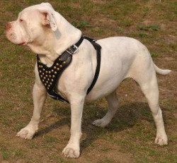 American-Bulldog-royal-dog-harness1