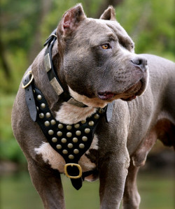American-pit-bull-terrier-leather-dog-harness-custom-dog-harness