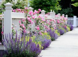 Ideas-for-garden-design-landscape-pink-purple