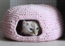 Kitty-cave