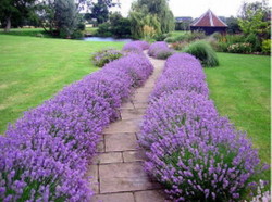 garden-path-lavender-Design