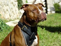 leather-dog-harness-pitt-bull-reddy