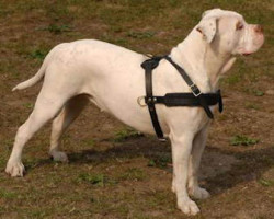 leather-dog-harness-tracking-protection2_LRG