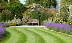 modern-purple-flower-garden-plus-comfy-wooden-bench-design-and-neat-lawn-idea