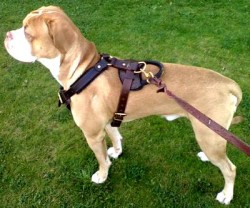 padded-dog-harness-leather