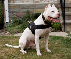 pitbulls-harnesses-custumers