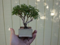 tiny-tree