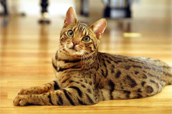 Bengal-Cat-Breed-Information-1