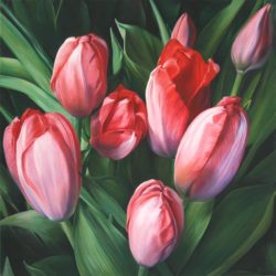 Red tulips_2314947156