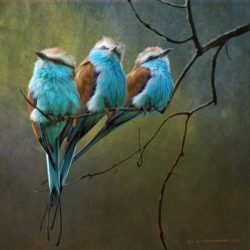 racquet-tailed-rollers-blue-birds-of-africa_art