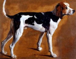 Alexandre-Francois Desportes 'Dog from teh Grand Dauphin's pack' 18th c. slqh