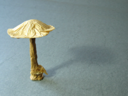 Floderer-Mushroom