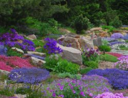 alpine-perennial-garden