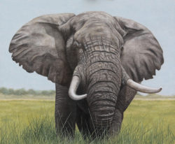 Bull-Elephant