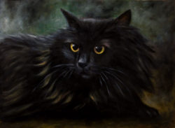 czarny-kot-syberyjski