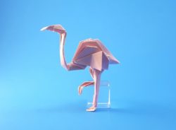P_Flamingo_Montroll_African