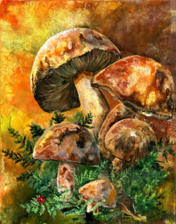 march-of-the-mushrooms-sherry-shipley