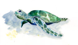 turtle-waterdoodle