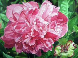 Peony-with-Ant-Oil-Painting