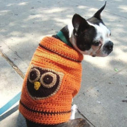owl-dog-sweater
