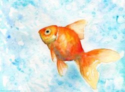 goldfish51