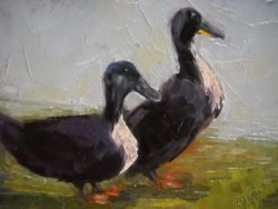 AN Black Ducks
