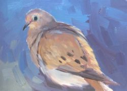 75 Mourning Dove #6