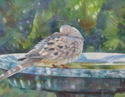 Mourning Dove 10-x7