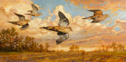 ryan_kirby_original_dove_painting_mourning_flight