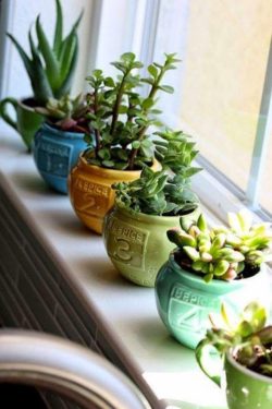 tiny_succulent_garden_windowsill
