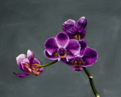 violet_orchid-flower-oil_painting_on_canvas-still_life-1024pxw