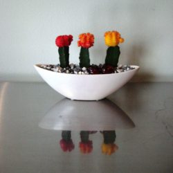 Moon Cactus Trio Square Color Corrected